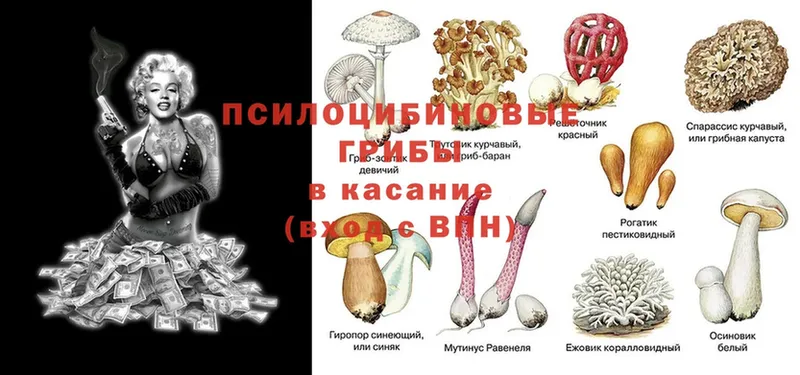 Галлюциногенные грибы MAGIC MUSHROOMS  ОМГ ОМГ tor  Карабаш  закладки 